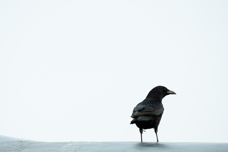 crow resting on silver statue at vanier park vancouver