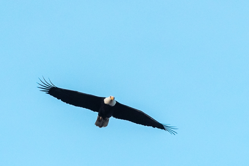 Boundary-Bay-eagle-photo